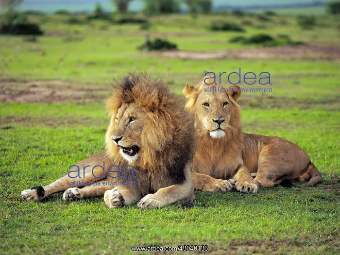 : Lions in the Masai Mara, Kenya, Africa Lions : Lions in the Masai Mara, Kenya, Africa Lions