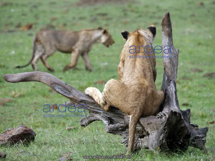 : Lions in the Masai Mara, Kenya, Africa Lions : Lions in the Masai Mara, Kenya, Africa Lions