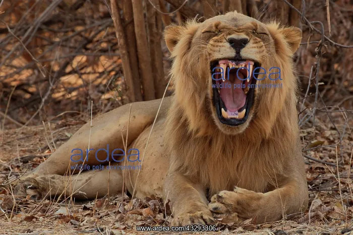 : Lions have four massive canine teeth. They use these teeth t : Lions have four massive canine teeth. They use these teeth t