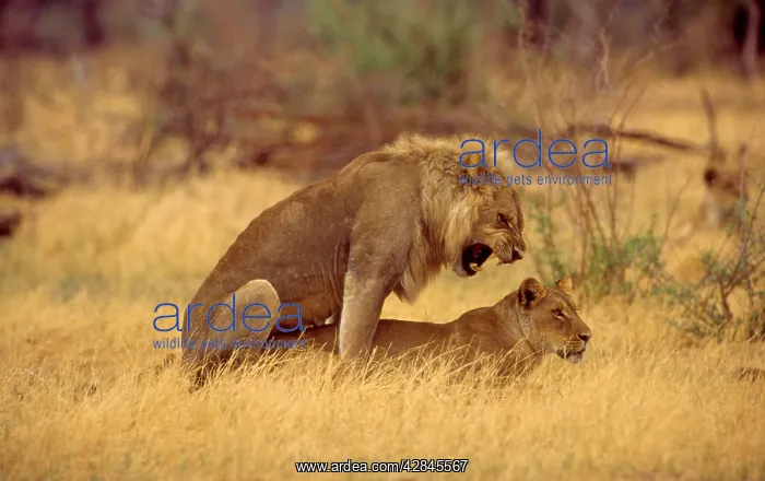 : Lions mating : Lions mating