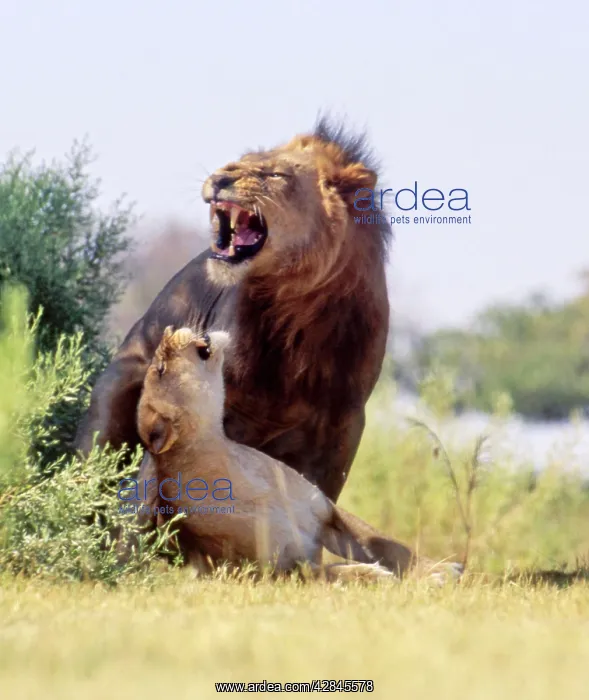 : Lions - Mating : Lions - Mating