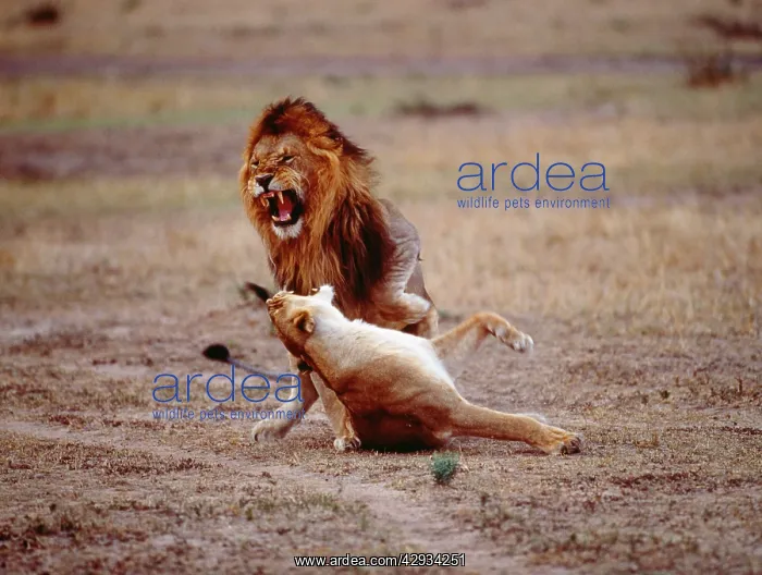  : Lions - mating