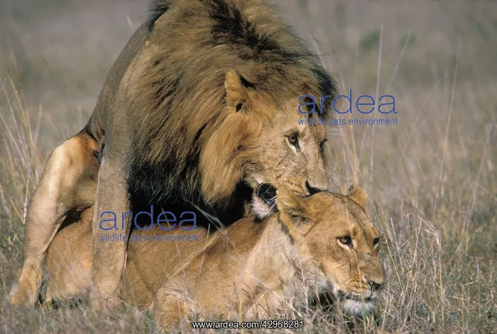 : Lions - mating : Lions - mating