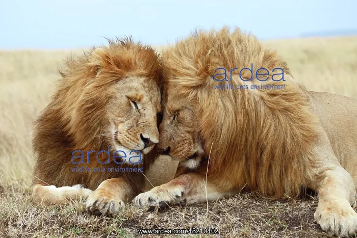  : Lions (Panthera leo), affection