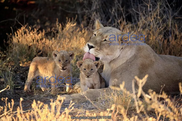 : Lions (Panthera leo), dam with two kittens, grooming : Lions (Panthera leo), dam with two kittens, grooming