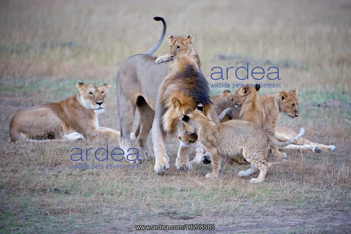 : Lions (Panthera leo), greeting the leader of the : Lions (Panthera leo), greeting the leader of the