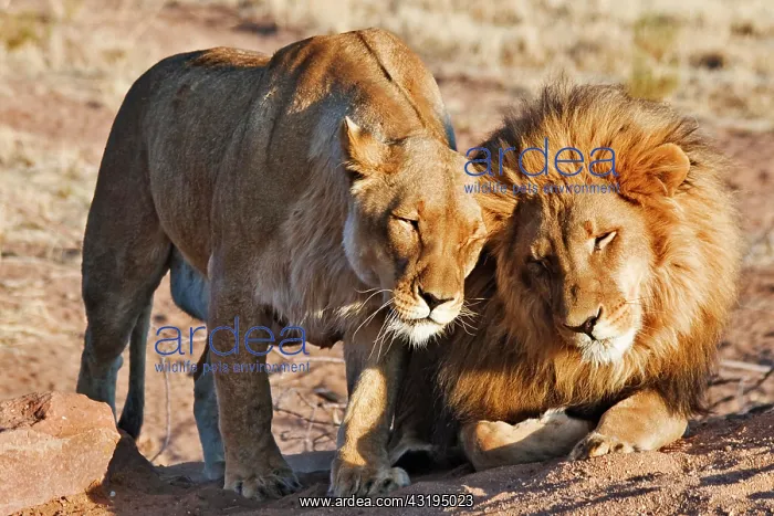  : Two lions (Panthera leo) in the morning sun, Africat