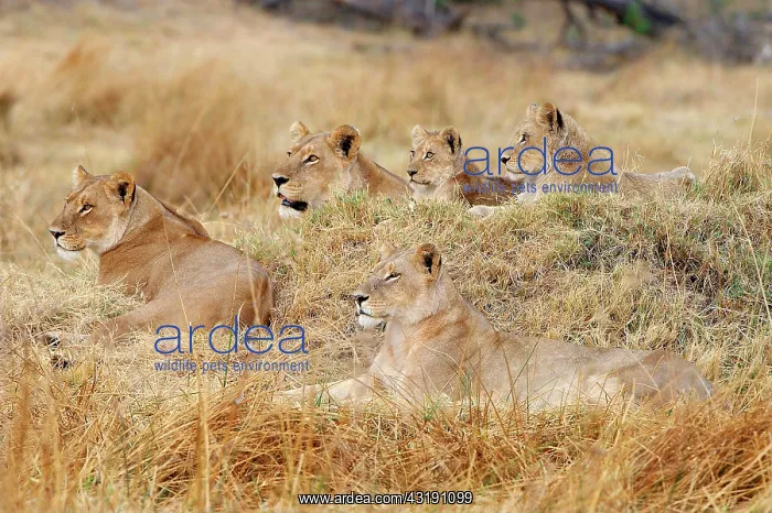  : Lions (Panthera leo), North Bridge Camp, Moremi