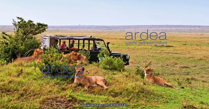 : Lions (Panthera Leo) as seen in the Masai : Lions (Panthera Leo) as seen in the Masai