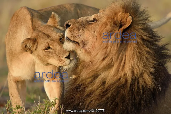 : Lions (Panthera leo), sniffing each other, Maasai : Lions (Panthera leo), sniffing each other, Maasai