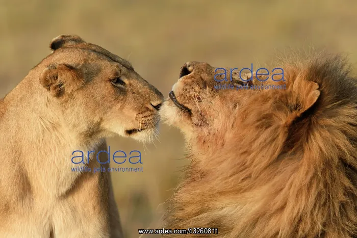 : Lions (Panthera leo), sniffing each other, Maasai : Lions (Panthera leo), sniffing each other, Maasai