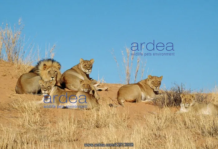 : Lions - pride on dune : Lions - pride on dune