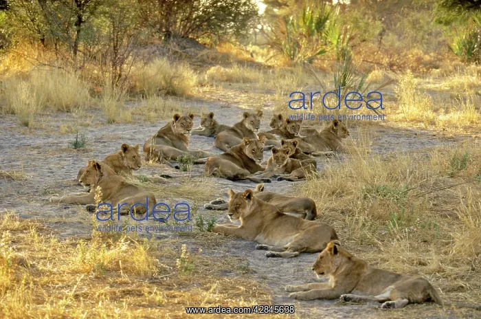 : Lions - Pride resting : Lions - Pride resting