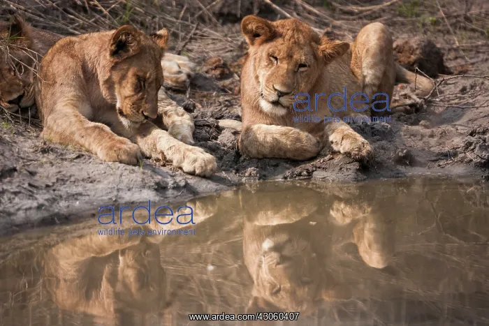 : Lions rest near a watering hole, Okavango : Lions rest near a watering hole, Okavango