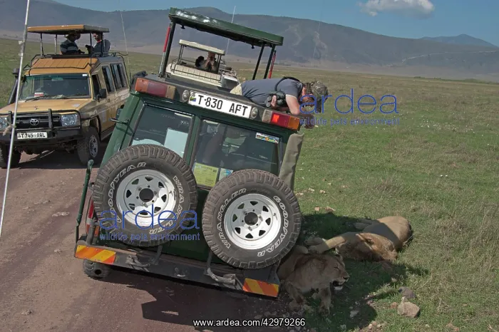 : Lions - resting in shade of safari jeep with tourists : Lions - resting in shade of safari jeep with tourists