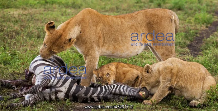 : Lions, Serengeti National Park, Tanzania : Lions, Serengeti National Park, Tanzania