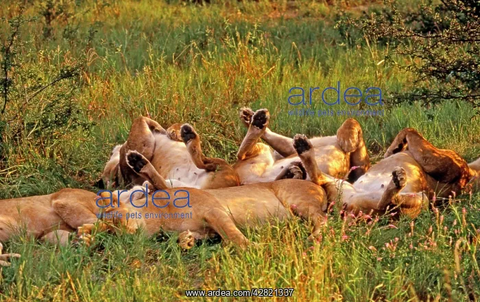 : Lions - Sleeping : Lions - Sleeping