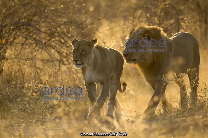 : Lions - sneaking away to mate - Botswana, Africa : Lions - sneaking away to mate - Botswana, Africa