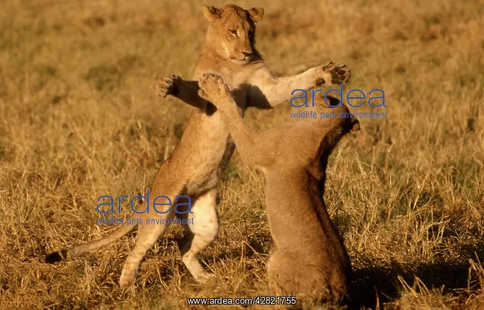 : Lions sparring - Two young male lions sparring : Lions sparring - Two young male lions sparring