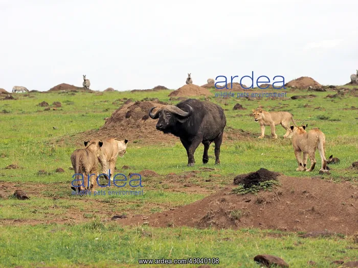 : Lions stalking Buffalo in the Masai Mara, Kenya : Lions stalking Buffalo in the Masai Mara, Kenya