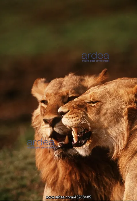 : LIONS - two sub-adult, head-rubbing : LIONS - two sub-adult, head-rubbing