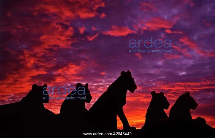 : Lions at Sunset : Lions at Sunset