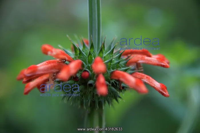 : Lion's tail, Leonotis leonurus, Side view of tubular : Lion's tail, Leonotis leonurus, Side view of tubular