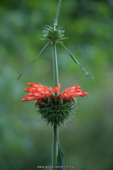 : Lion's tail, Leonotis leonurus, Side view of tubular : Lion's tail, Leonotis leonurus, Side view of tubular