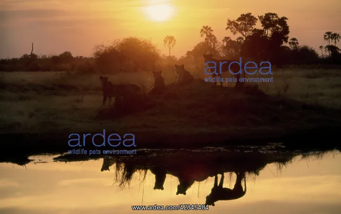 : Lions - At waterhole at sunrise : Lions - At waterhole at sunrise