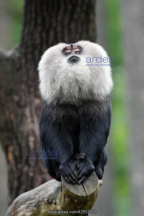 : Liontail Macaque - male showing display behaviour : Liontail Macaque - male showing display behaviour