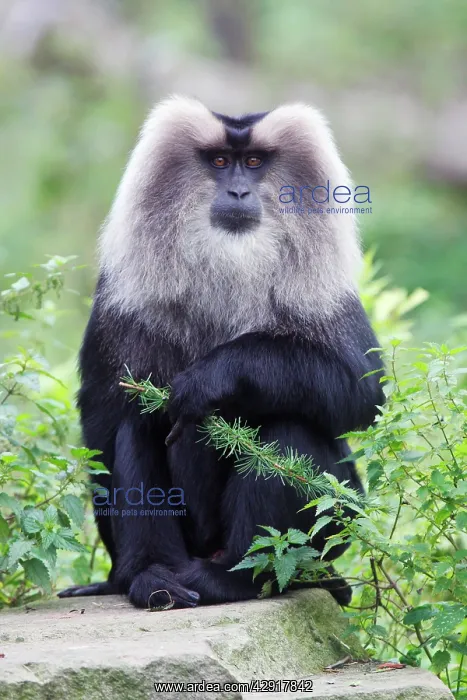 : Liontail Macaque - male sitting on boulder : Liontail Macaque - male sitting on boulder