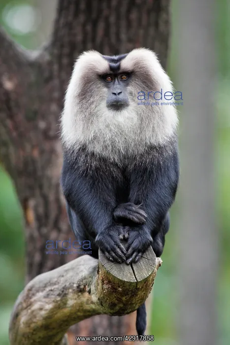 : Liontail Macaque - male sitting on branch : Liontail Macaque - male sitting on branch