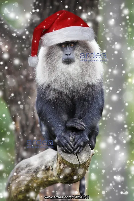  : Liontail Macaque - male sitting on branch, distribution