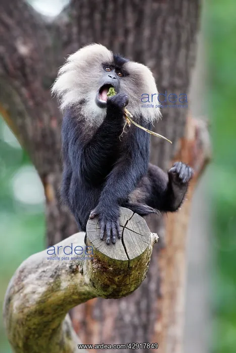 : Liontail Macaque - playing with food : Liontail Macaque - playing with food