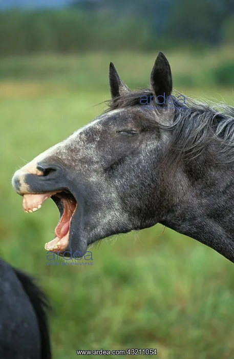 : LIPIZZAN HORSE, ADULT NEIGHING : LIPIZZAN HORSE, ADULT NEIGHING