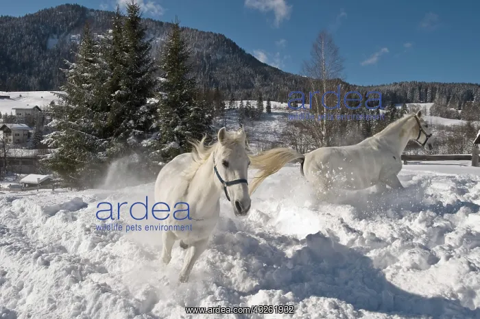 : Lipizzan horses on winterly paddock, Achenkirch : Lipizzan horses on winterly paddock, Achenkirch