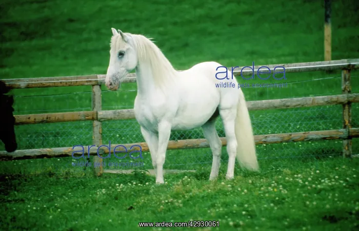  : Lipizzaner HORSE - in field