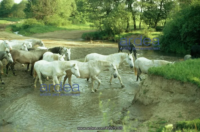  : LIPIZZANER HORSES - Group crossing a stream