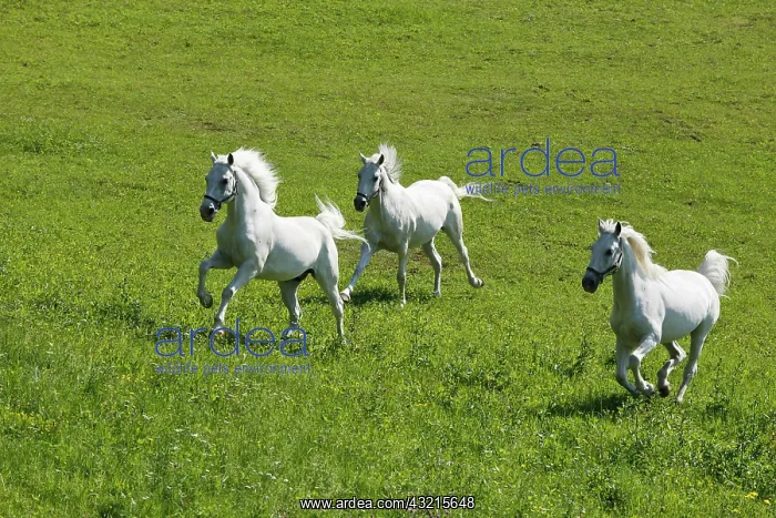 : Lipizzaner horses running on a meadow, Piber Stud : Lipizzaner horses running on a meadow, Piber Stud