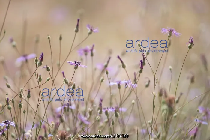 : Lippi's Knapweed (Volutaria lippii), Souss-Massa : Lippi's Knapweed (Volutaria lippii), Souss-Massa