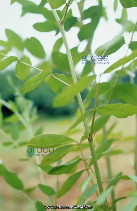: Liquorice, Glycyrrhiza glabra : Liquorice, Glycyrrhiza glabra