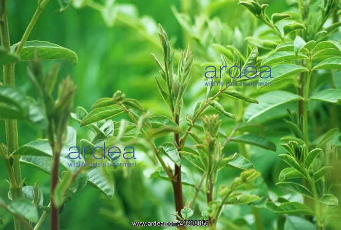 : Liquorice, Glycyrrhiza glabra : Liquorice, Glycyrrhiza glabra
