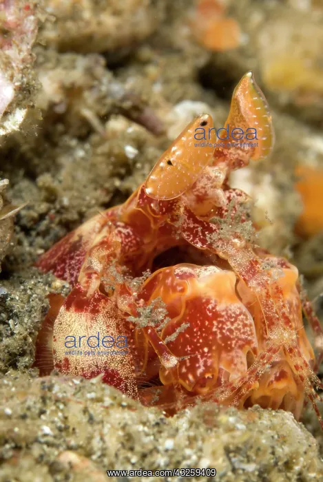 : Lisa's Mantis Shrimp