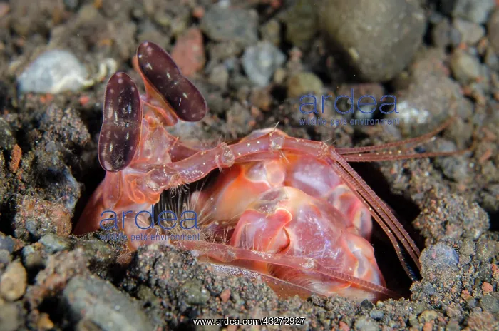 : Lisas Mantis Shrimp - in hole - Kubu, Tulamben, Karangasem : Lisas Mantis Shrimp - in hole - Kubu, Tulamben, Karangasem