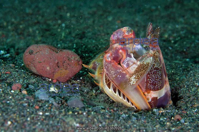 : Lisa's Mantis Shrimp - pushing stone out from hole : Lisa's Mantis Shrimp - pushing stone out from hole
