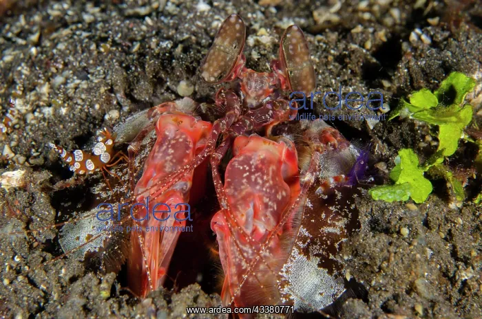 : Lisa's Mantis Shrimp - with Squat Shrimp (Thor amboinensis) : Lisa's Mantis Shrimp - with Squat Shrimp (Thor amboinensis)