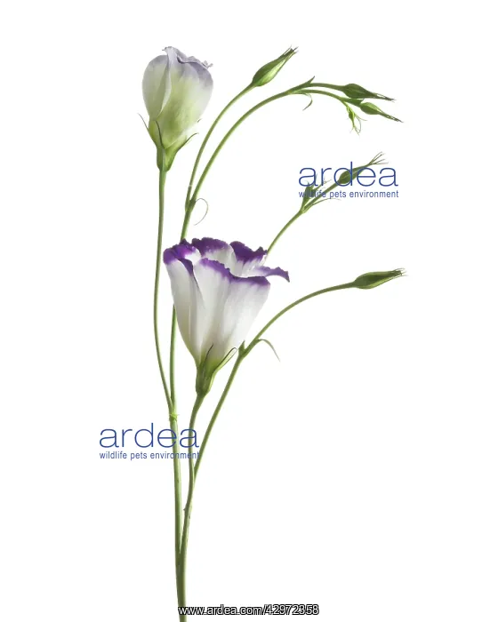 : Lisianthus : Lisianthus
