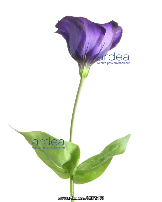 : Lisianthus : Lisianthus