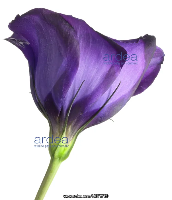 : Lisianthus : Lisianthus