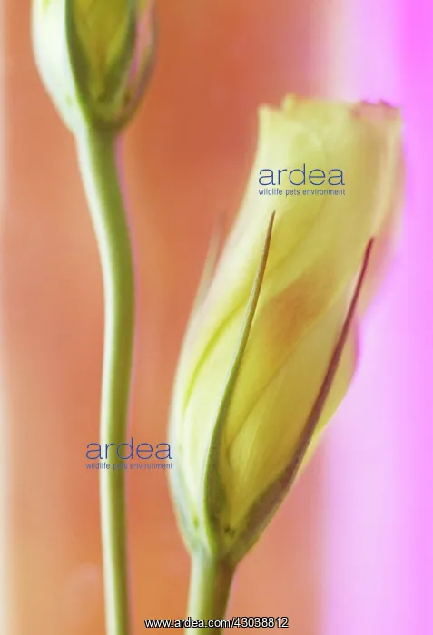 : Lisianthus : Lisianthus